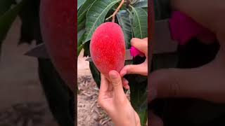 PARTHENOCARPIC MANGO VARIETY  SINDHU  SEEDLESS MANGO  PARTHENOCARPY IN MANGO  MANGO Faming🍋🍂 [upl. by Yeniar]