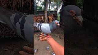 Pigeon call real sound pigeon kabotar youtubeshorts pigeoncall viralvideo [upl. by Enrahs]