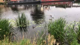 BidfordonAvon River Avon amp the Big Meadow Evening Chill Out [upl. by Suirred]