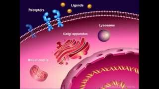 Introduction to Cancer Biology Part 1 Abnormal Signal Transduction [upl. by Tartaglia]