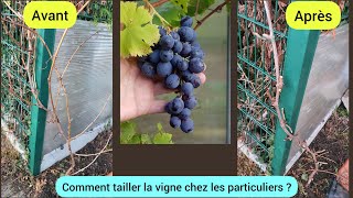 Comment tailler sa vigne facilement  2024 [upl. by Bourgeois540]