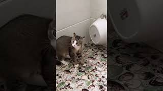 Funny cats compilation cats catshorts funnycatsvideos [upl. by Okimuy]