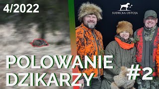 SUDECKA OSTOJA 42022 Polowanie na dziki Driven hunt Hunting in Poland Wild jagen Wildboars Hunt [upl. by Ennaeiluj]