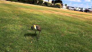 plover protecting eggs [upl. by Desdamona515]