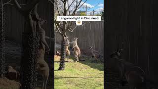 Kangaroos are play fighting at the Cincinnati zoo [upl. by Ennyl]