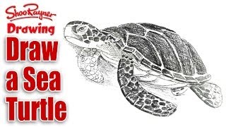 How to draw a Sea Turtle [upl. by Elianora]