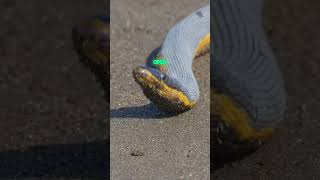 Natures Yellow Peril  YellowBellied Sea Snake seasnakes [upl. by Neerahs]