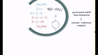 Reaction mechanism of aldolase [upl. by Clarhe979]