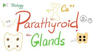 Parathyroid Glands  Parathyroid hormone PTH or Parathormone  Calcium  Endocrine System [upl. by Hebe]