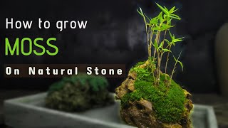 How to grow MOSS On Natural Stone [upl. by Arraic]