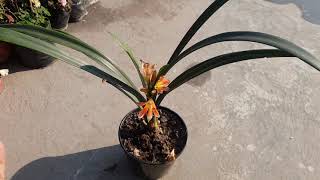 How to take care of clivia plant orange flower [upl. by Teeniv]