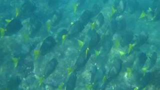 Snorkeling in Manzanillo [upl. by Azral]