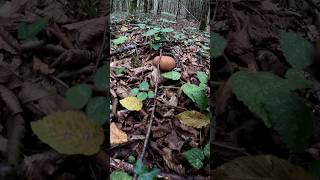 Porcini🍄Boletus ReticulatusOctober 2024 mushroommushroomforest grzybyfungi forest short 4k [upl. by Jenette276]