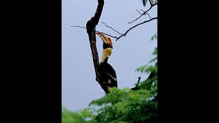 Hornbill calling GREAT HORNBILL CALL [upl. by Mckay]