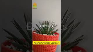 Agave Parviflora Compact agaveplant youtubeshorts indoorplants shortvideo [upl. by Carrew]