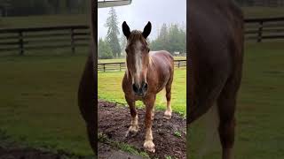 Adorable Happy Horse Neighs At Owner [upl. by Scutt]