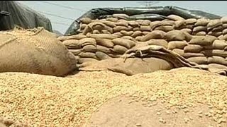 Punjabs problem of plenty Bumper wheat crop but no storage space [upl. by Ong]