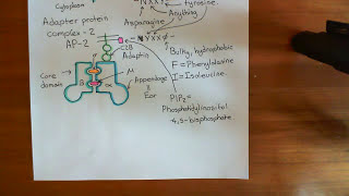 Clathrin Mediated Endocytosis and The Endocytic Pathway Part 2 [upl. by Carlo247]