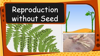 Science  Plant Reproduction without seed  English [upl. by Adiene]