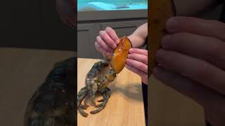 Pet LOBSTER 🦞 MOLTS For the first time🤯 [upl. by Suzanne843]