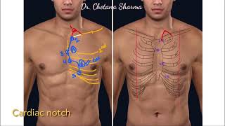 Surface anatomy of left lung [upl. by Ing363]