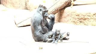 GorillaFamilienglück im Zoo Prag Teil 3  Gorilla Family Joy at Prague Zoo Part 3  Baby plays [upl. by Nylesor]