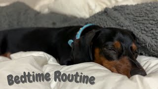 Discover the Cutest Mini Dachshund Bedtime Routine Ever [upl. by Skelton]