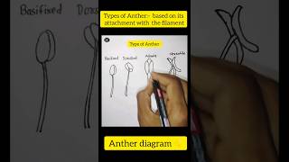 Anther diagramTypes of Antherbased on its attachment with the filamentshorts viral dailylearn [upl. by Brian]