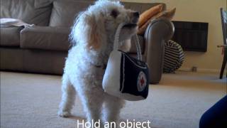 Miniature Poodle Tricks 4 [upl. by Peskoff725]