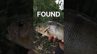 FISHING FOR PERCH WITH LURES perchfishing lurefishinguk [upl. by Getter]