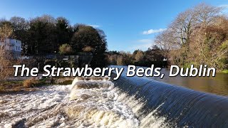 The Strawberry Beds Dublin [upl. by Nomed]