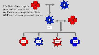 Résoudre un exercice de génétique [upl. by Ennovy]