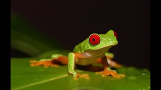 LEJANO ORIENTE  Documental Naturaleza HD 1080p  Grandes Documentales [upl. by Analaj455]