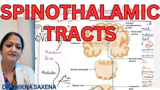 Spinothalamic tracts Anterior and Lateral Spinothalamic Ascending Tracts [upl. by Drawoh]