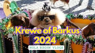 LIVE Krewe of Barkus Parade  Mardi Gras 2024 [upl. by Ley]