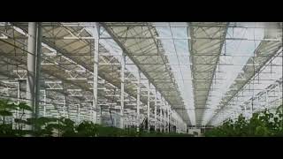 Venlo Type Dutch Intelligent Glass Greenhouse agriculture greenhouse [upl. by Irek]