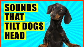 Sounds That Make Dogs Tilt Their Head GUARANTEED [upl. by Robet]