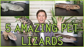 Five of the Best Pet Lizards You Could Possibly Get [upl. by Haleelahk]