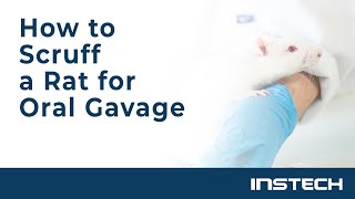 How to Scruff a Rat for Oral Gavage [upl. by Auhsot]