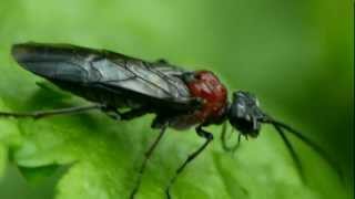 Wheat Sawfly オオムネアカハバチ♀ [upl. by Eelsel]