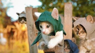 Assassins Kittens [upl. by Collar]