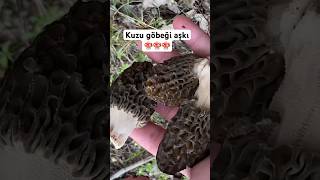 Kuzu göbeği aşkı😍MORCHELLA ESCULENTA keşfet viral viralvideo viralshorts viralshort virall [upl. by Hannah]