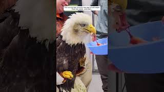 This man bravely rescued a bald eagle from the water eagle birds short [upl. by Yul727]