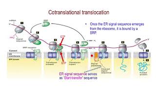 Cotranslational Translocation Protein Targeting to Endoplasmic Reticulum [upl. by Eirtemed]