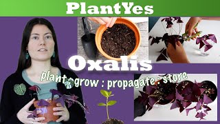 Oxalis triangularis  Planting Propagation and Corm harvest ☘️ step by step guide [upl. by Xyno]