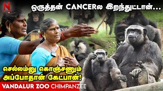 Vandalur Zoo அவங்களே அடிச்சிப்பாங்கஅவங்களே சமாதானம் ஆகிடுவாங்க Chimpanzee  Zoo Maintenance [upl. by Weibel771]