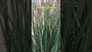 NostalgicallyHome grownRice Plants youtubeshort [upl. by Peednas564]