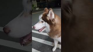 A pair of beautiful heterochromatic brown huskies🐕有雙美麗異色曈棕色毛哈士奇🤎🩵 寵物 哈士奇 huskies heterochromatic [upl. by Eaves]