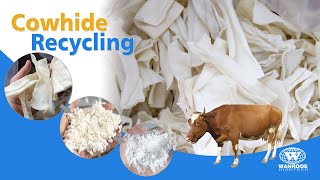 30 Mesh Cattlehide Recycling Machine Cowhide Crusher and PNMF Series Oxhide Pulverizer Machine [upl. by Amein]