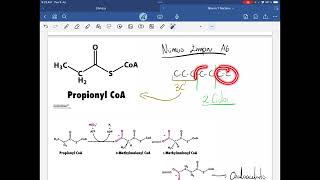 18 Cetogénesis y Propionyl CoA  Síntesis de Glucosa a partir de AG [upl. by Braynard]